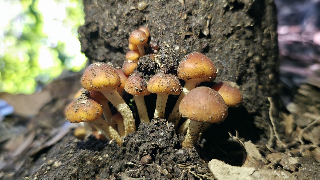 Hongos de Martina Castro