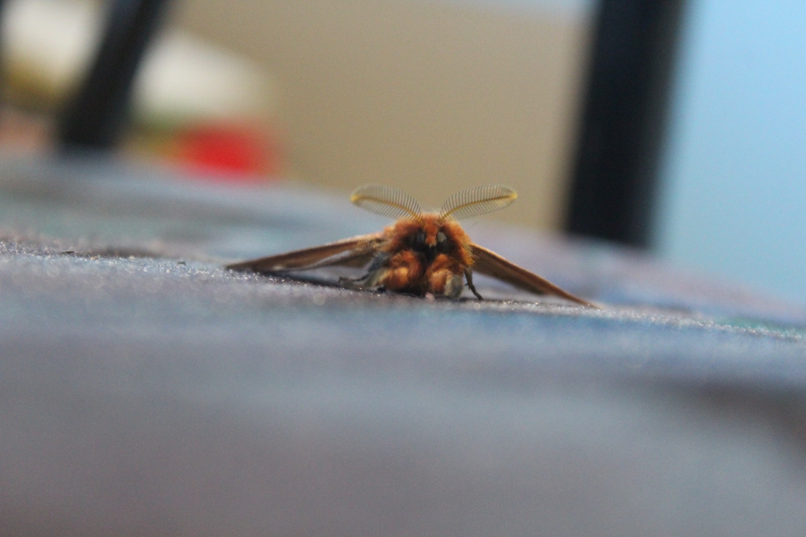 Mariposa Nocturna