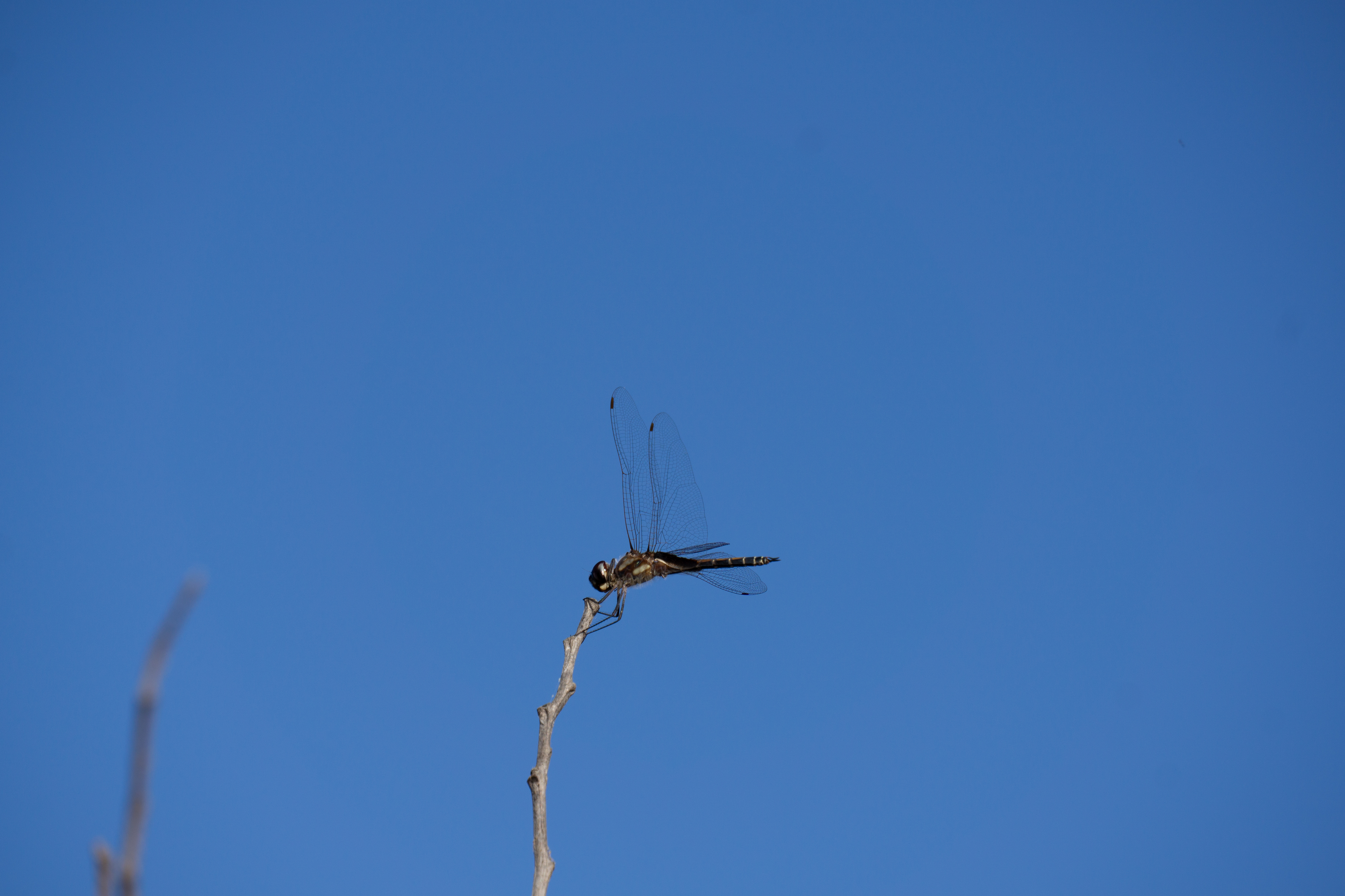 Libélula 01