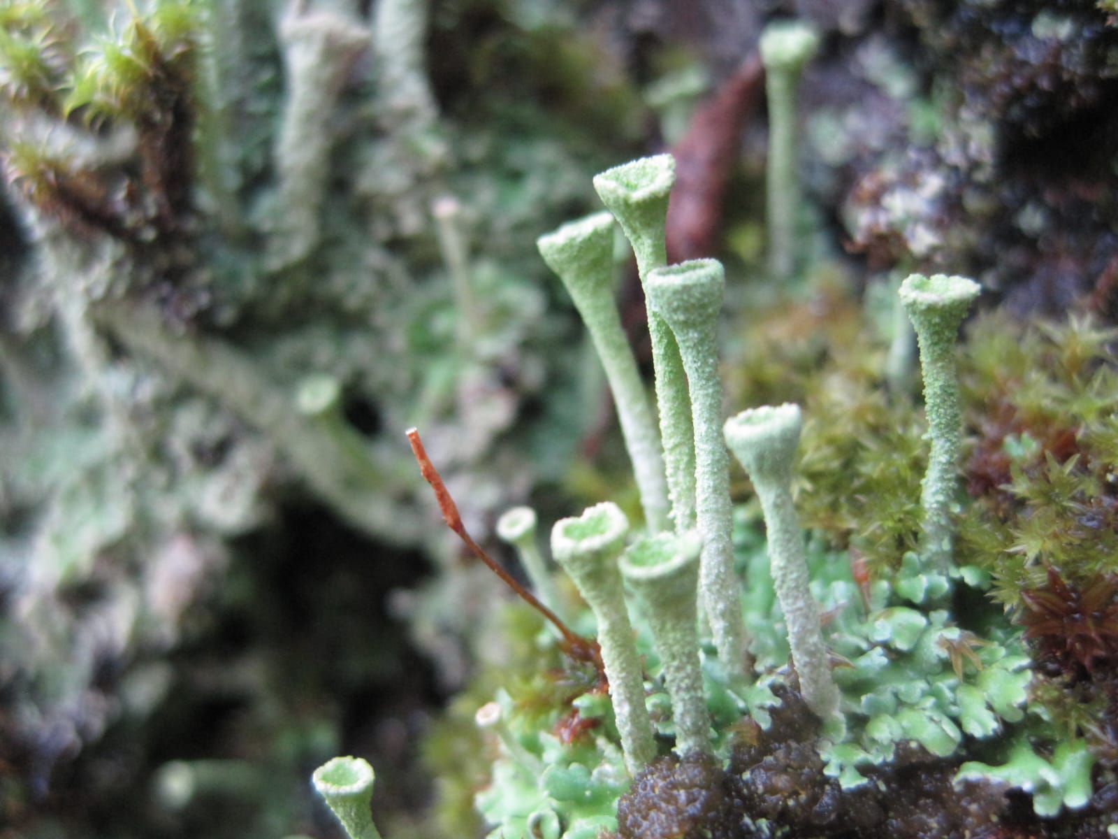 Copitas de Cladonia