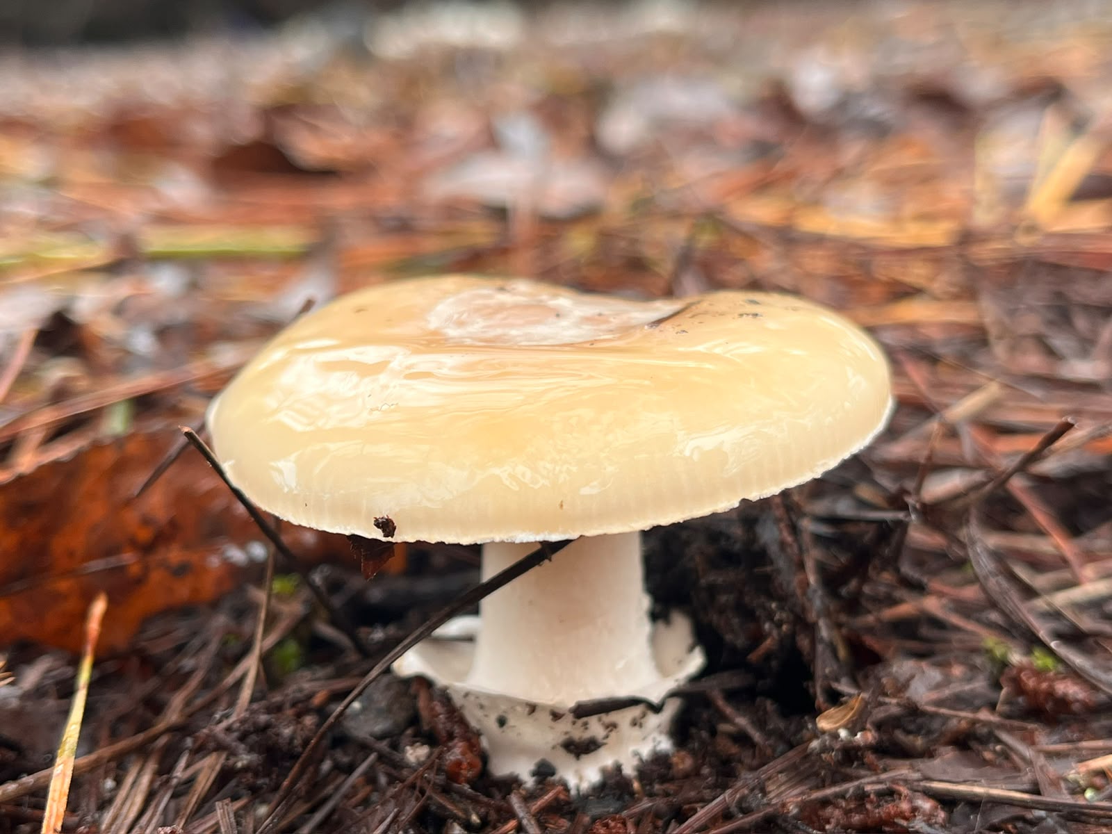 Hongo Amanita