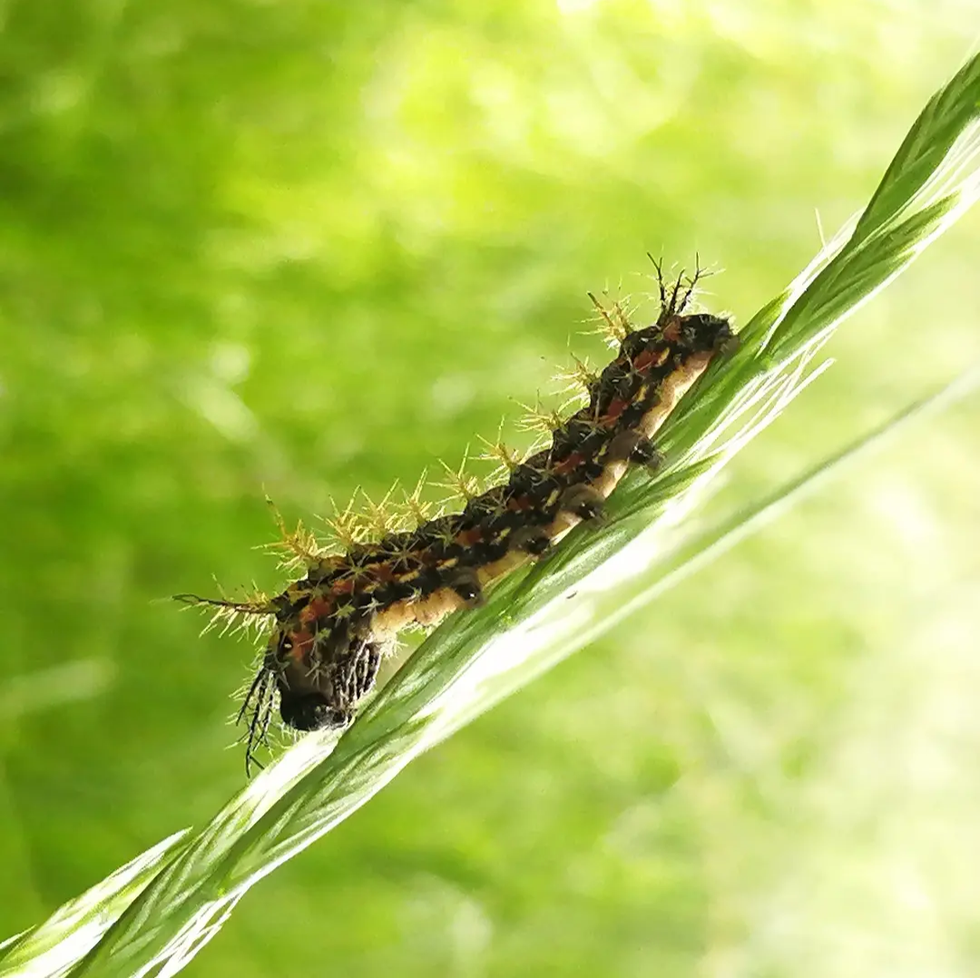 Pequeño gusanito