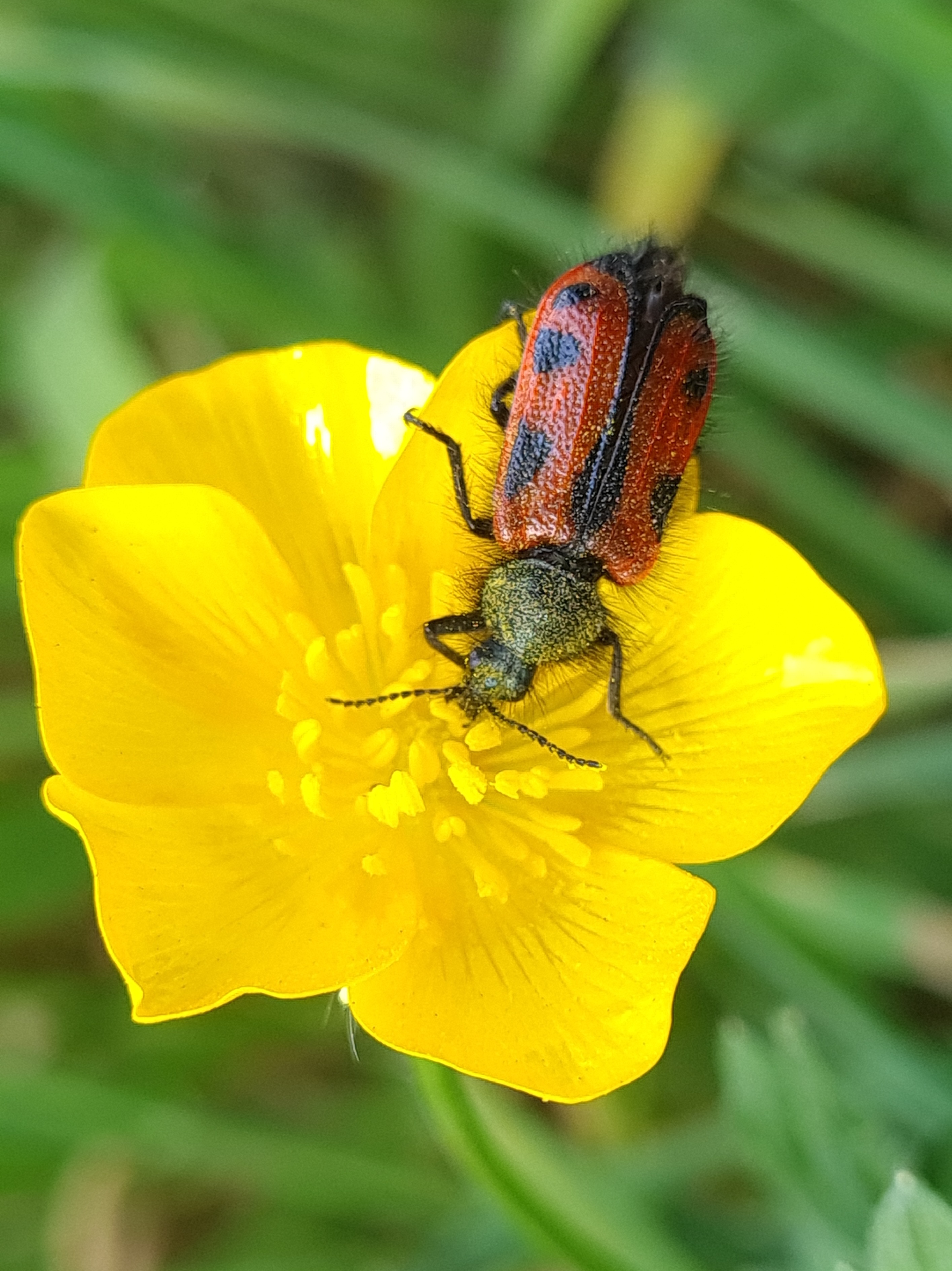 Pololo en flor