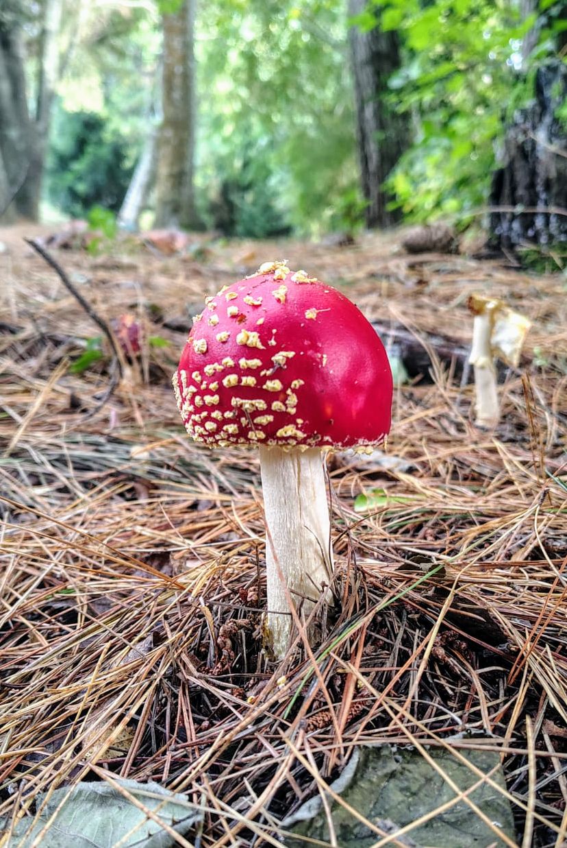 Pequeña amanita