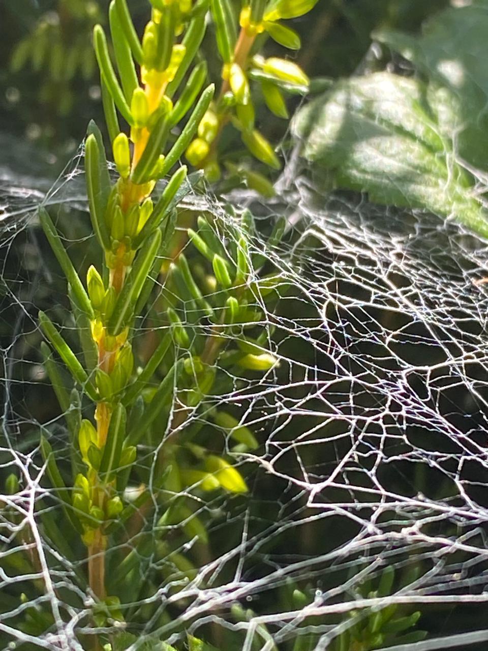 Tela de araña
