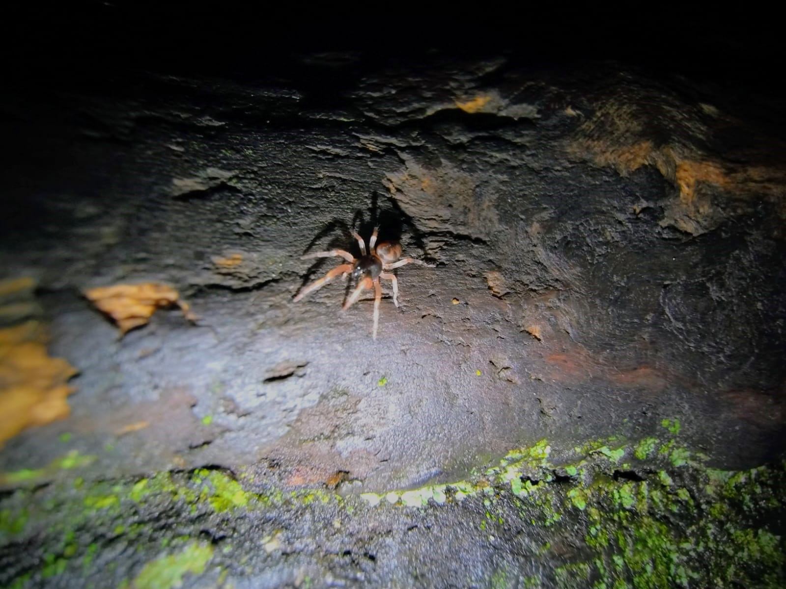 Araña en roca