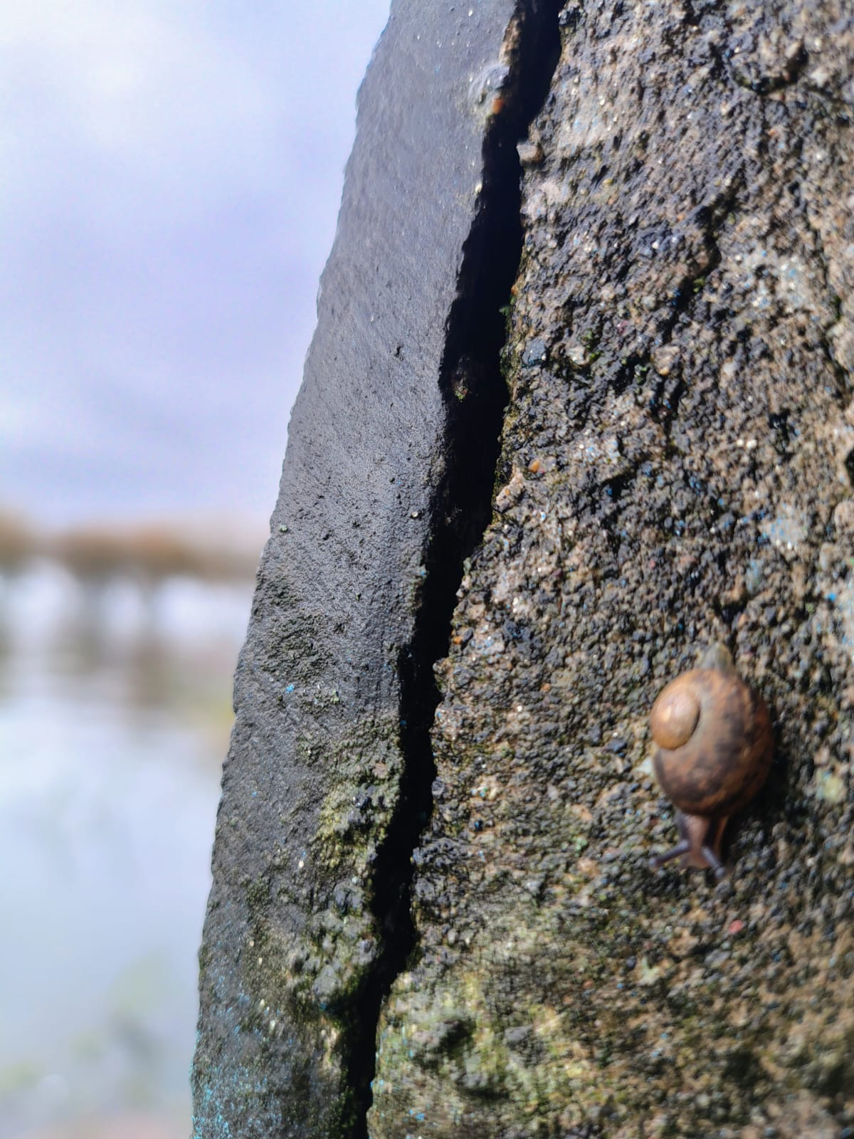 Caracol