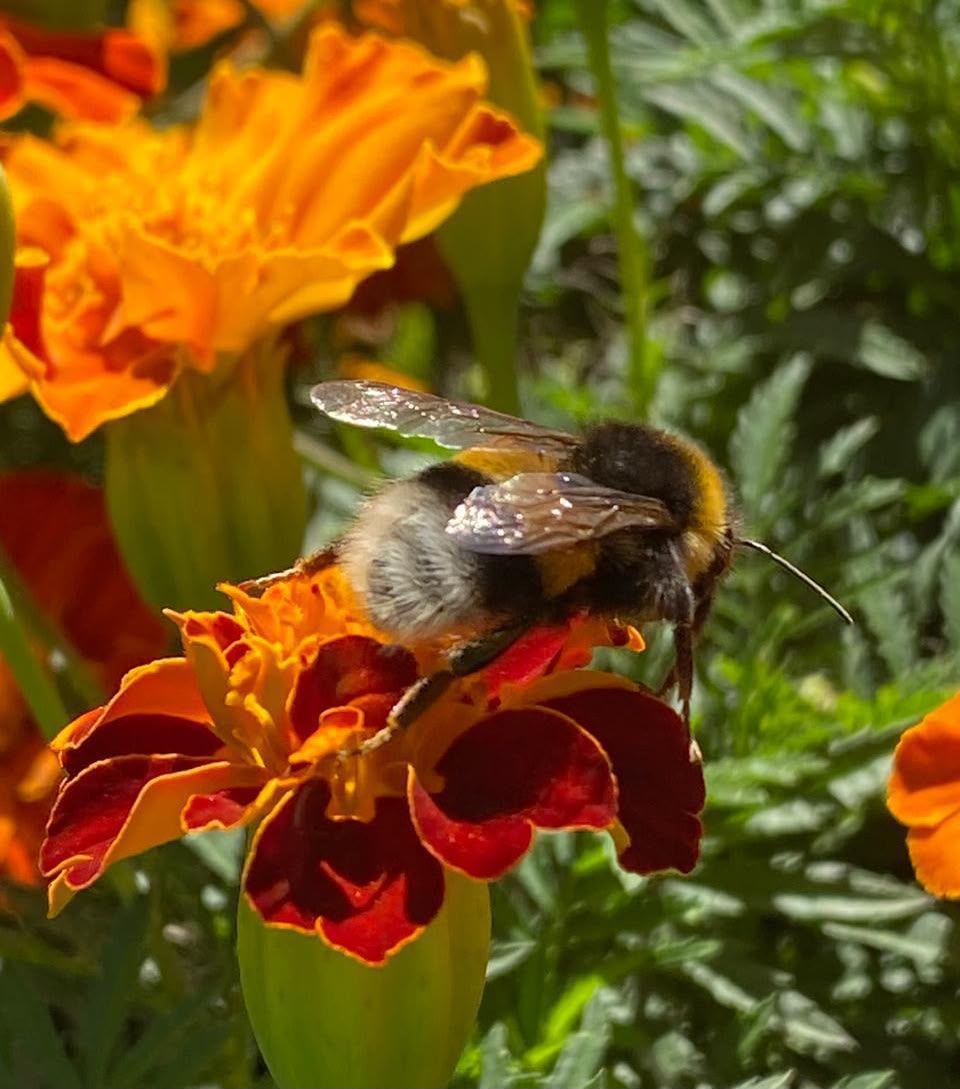 Abejorro sobre flor